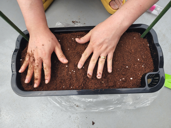 테라스 텃밭 집에서 방울토마토를 기르다 2