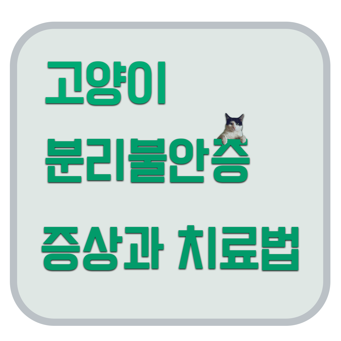  고양이 분리불안증 증상과 치료법