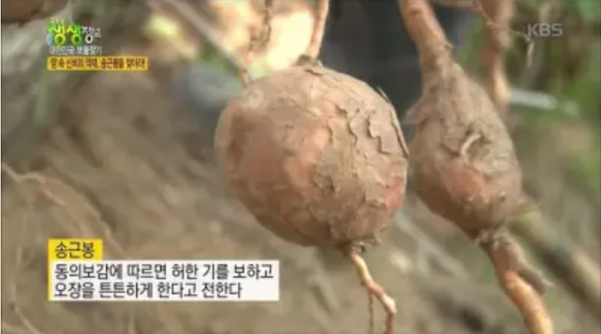  송근봉의 효능 먹는법