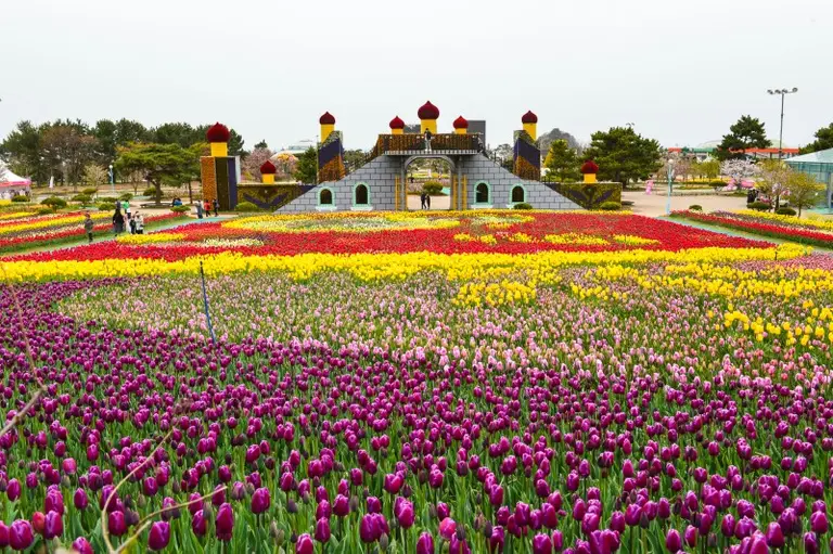 다양한 색상의 튤립이 만개한 넓은 꽃밭 전경 사진