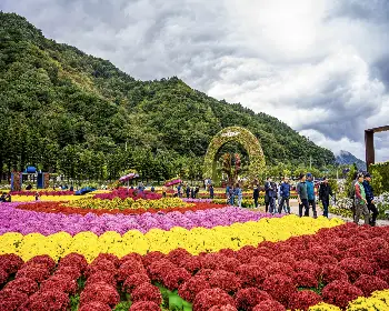 인제 가을꽃축제_14