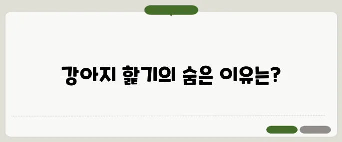 강아지가핥는이유 단순 애정 표현이 아닐 수도