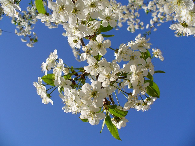 구례 벚꽃 축제