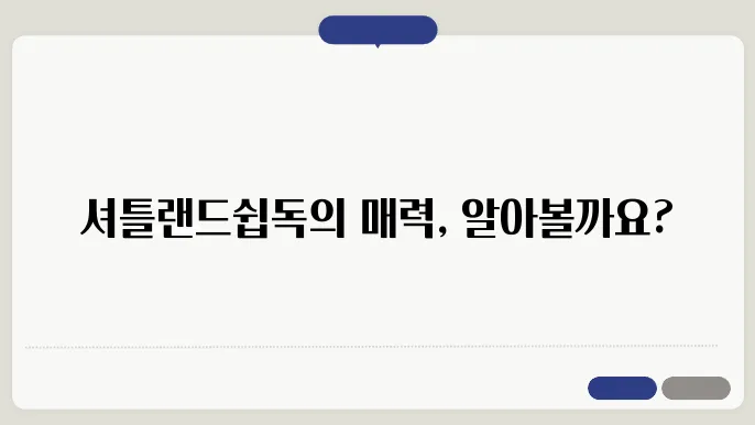 셔틀랜드쉽독 종류 알아보기