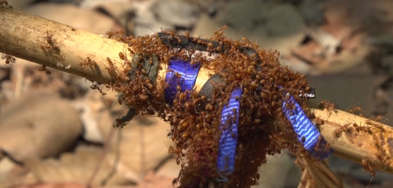 극한직업-캄보디아-개미사냥-베짜기개미