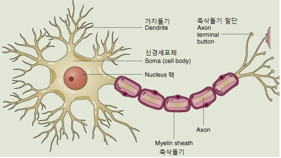 시냅스
