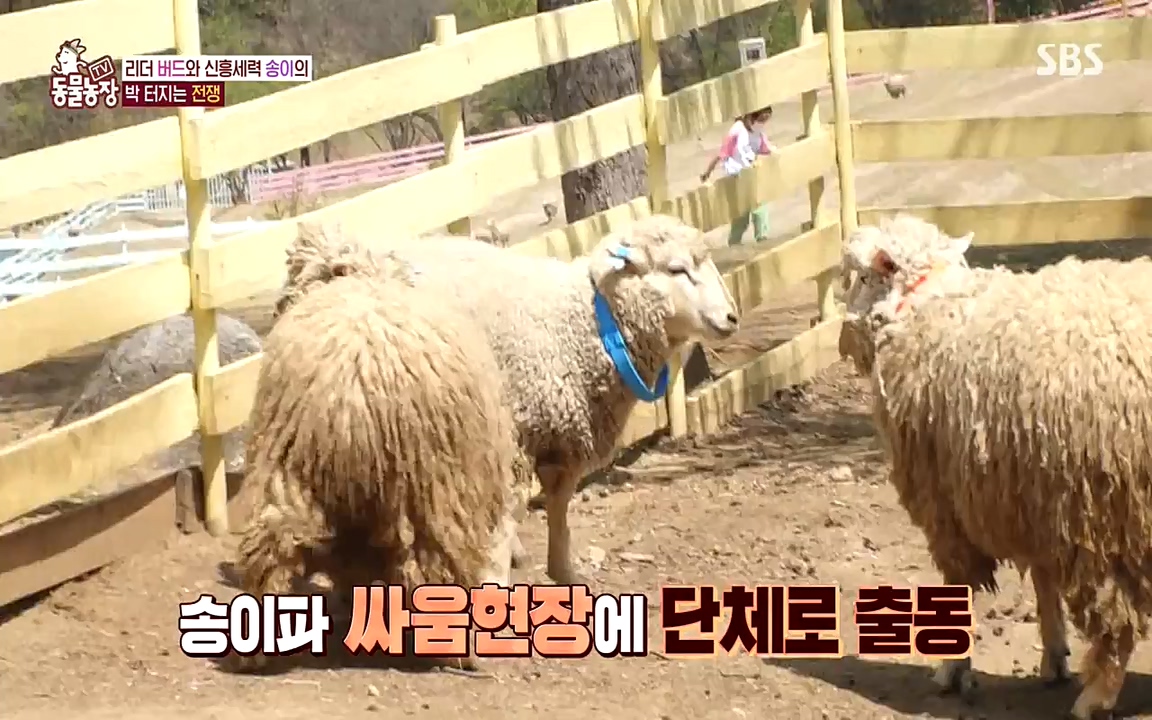 TV 동물농장.E1071.220530p-NEXT.mp4_20220529_174715.213.jpg