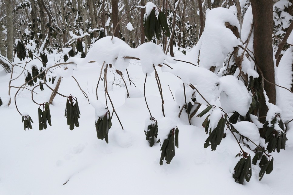 눈쌓인 겨울산 이미지 52