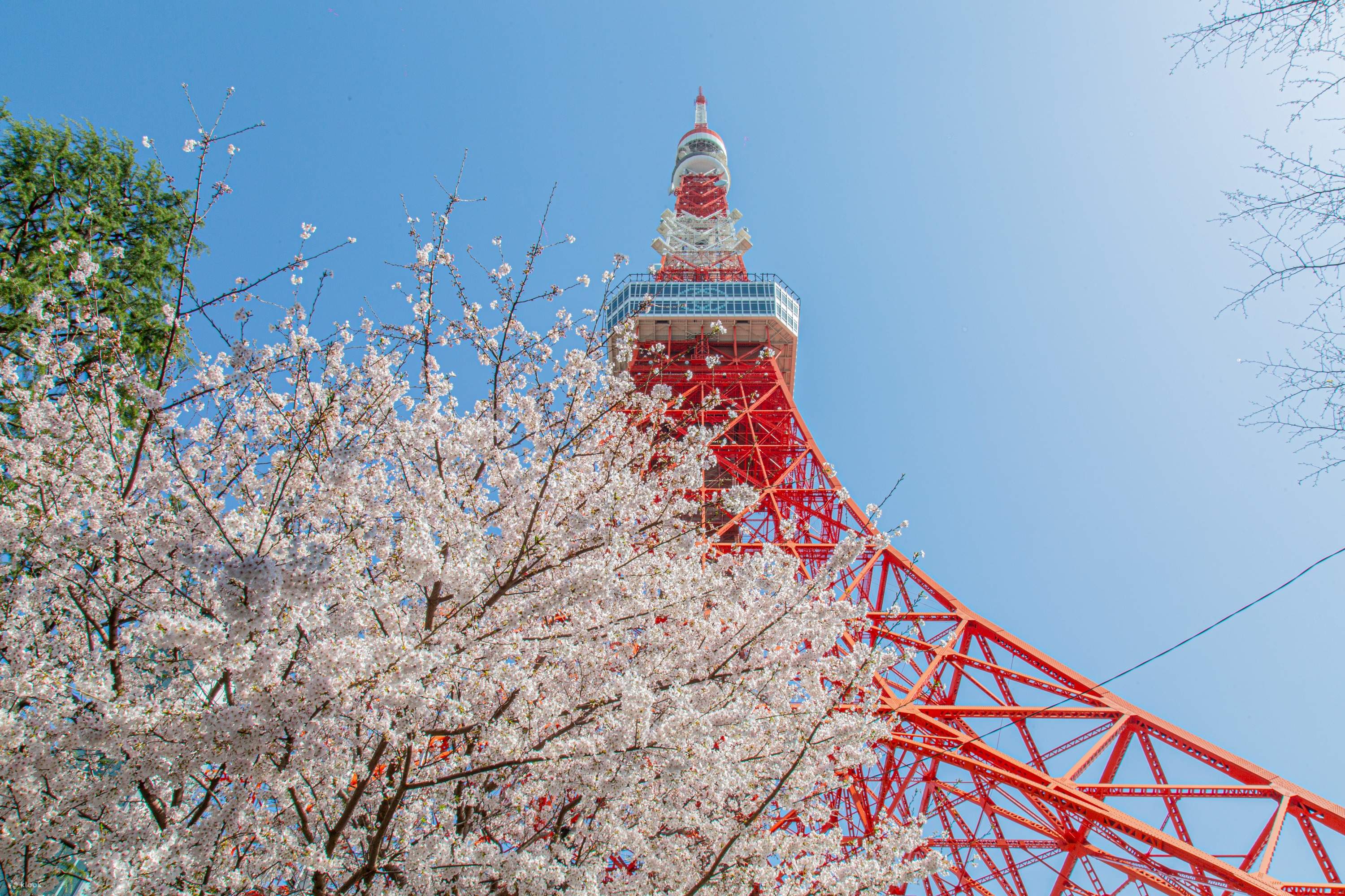 벚꽃과 도쿄타워