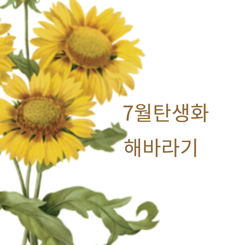 7월 탄생화 해바라기