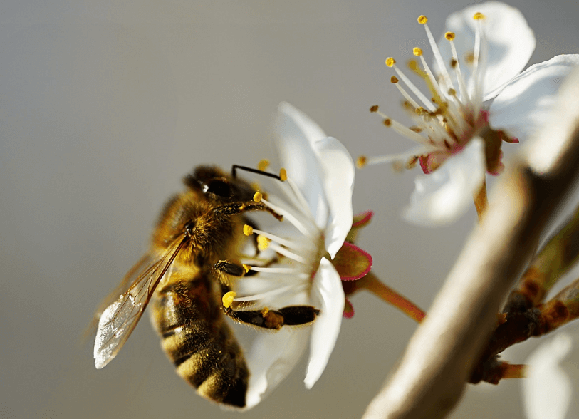 꽃에서 꿀을 빨고 있는 벌 사진