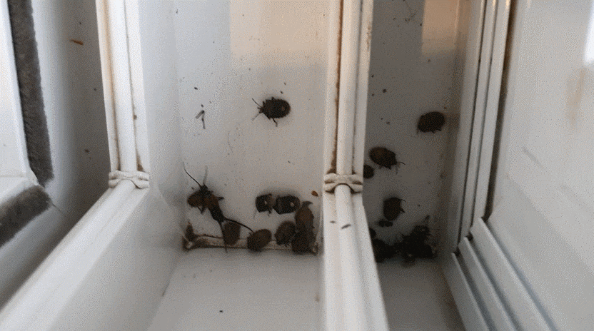 벌레 차단 창문틈 방충망 용인 아파트벌레 2