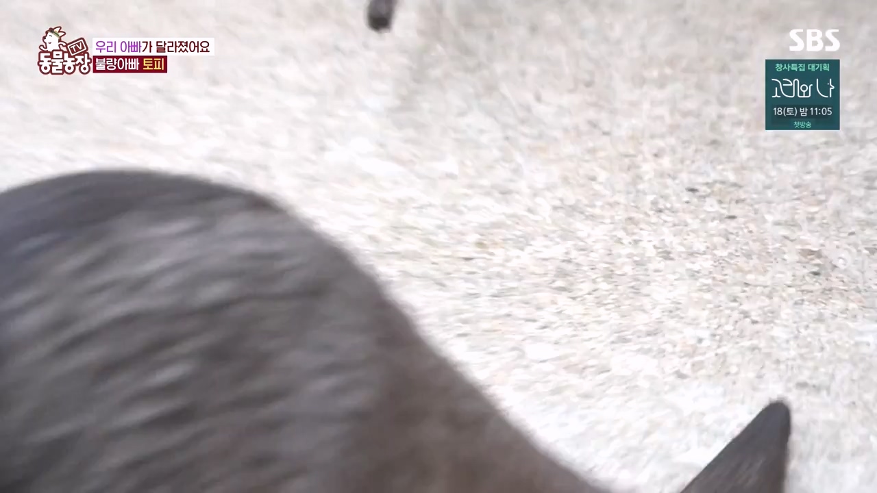 TV 동물농장.E1145.231113p-NEXT.mp4_20231112_173439.133.jpg