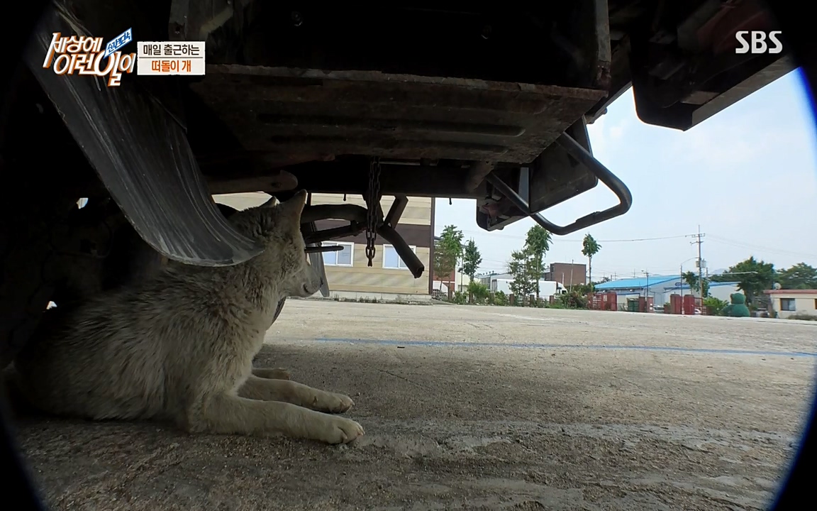 순간포착 세상에 이런일이.E1185.220622p-NEXT.mp4_20220622_201154.197.jpg