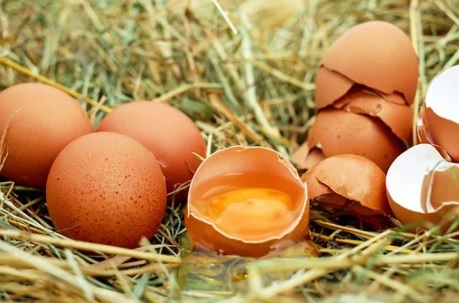 탈모-좋은음식-계란