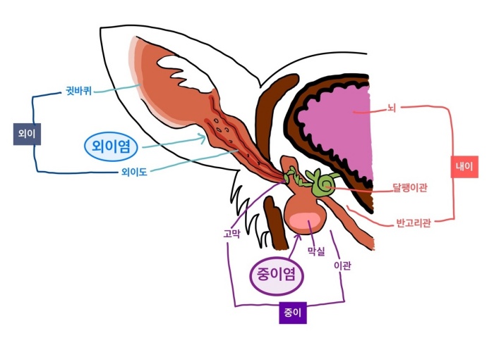 강아지 귀 구조