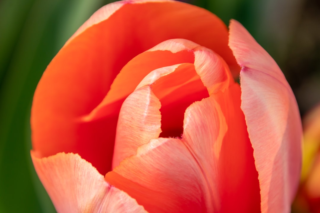 Freesia