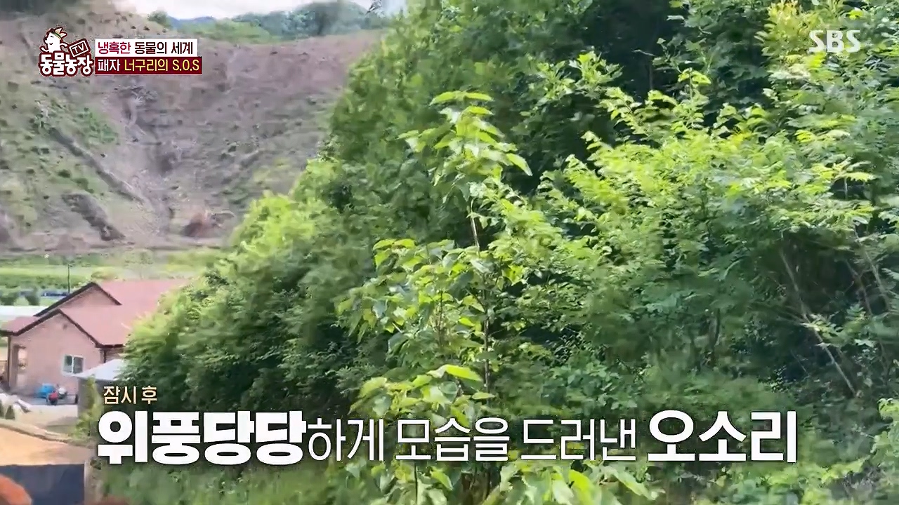 TV 동물농장.E1172.240520p-NEXT.mp4_20240519_163657.875.jpg