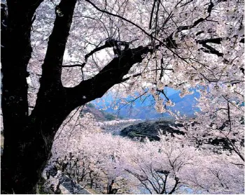경남 하동 벚꽃