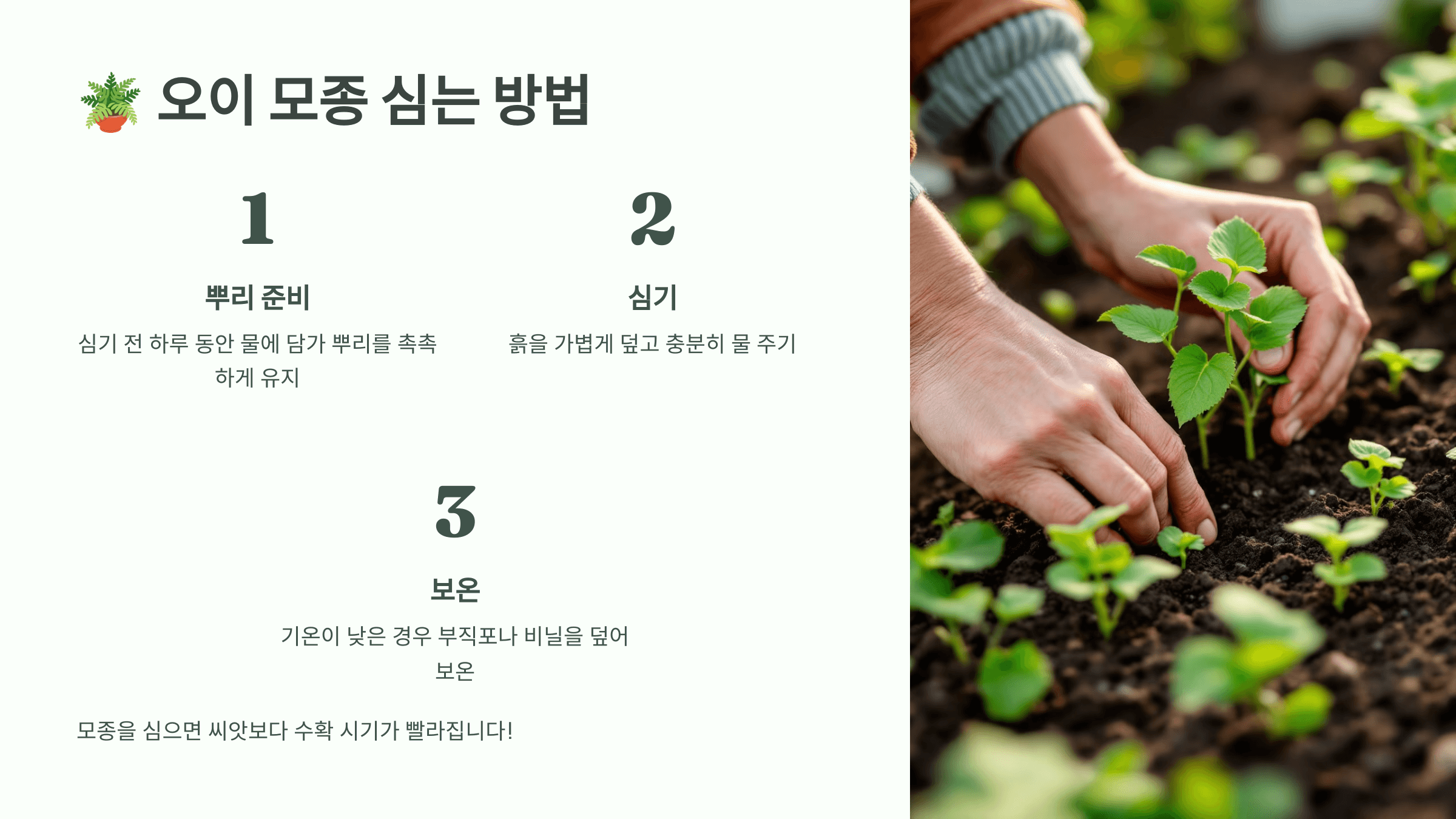 오이 사진입니다.