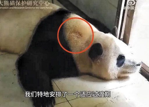  푸바오 처우 열악 논란의 진실: 중네티즌 주장과 당국의 입장