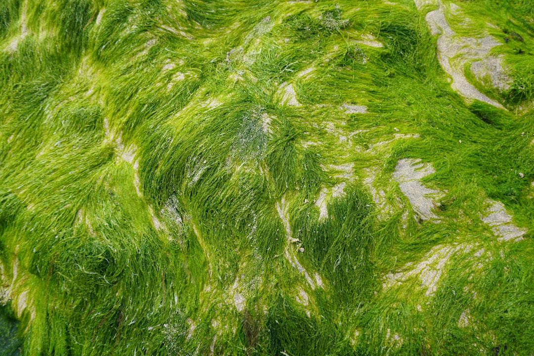Seaweed