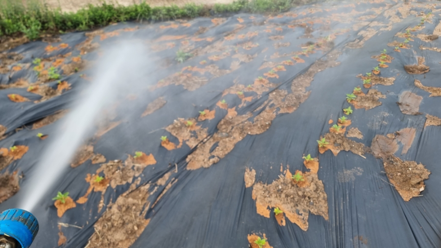 같은 씨앗을 기르는 법 참깨를 많이 얻는 방법
