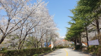 벚꽃 명소
