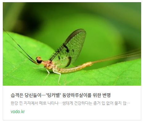  [아침뉴스] 습격은 당신들이…'팅커벨' 동양하루살이를 위한 변명