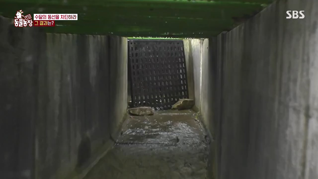 TV 동물농장.E1178.240630.ts_20240630_164649.829.jpg