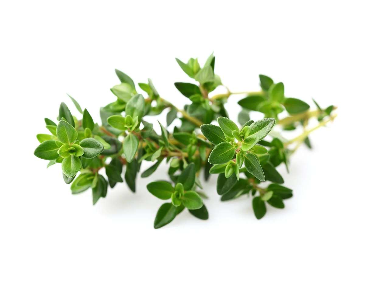  타임(thyme)의 건강 효과와 영양 가치!! 항산화 작용, 면역 강화 등