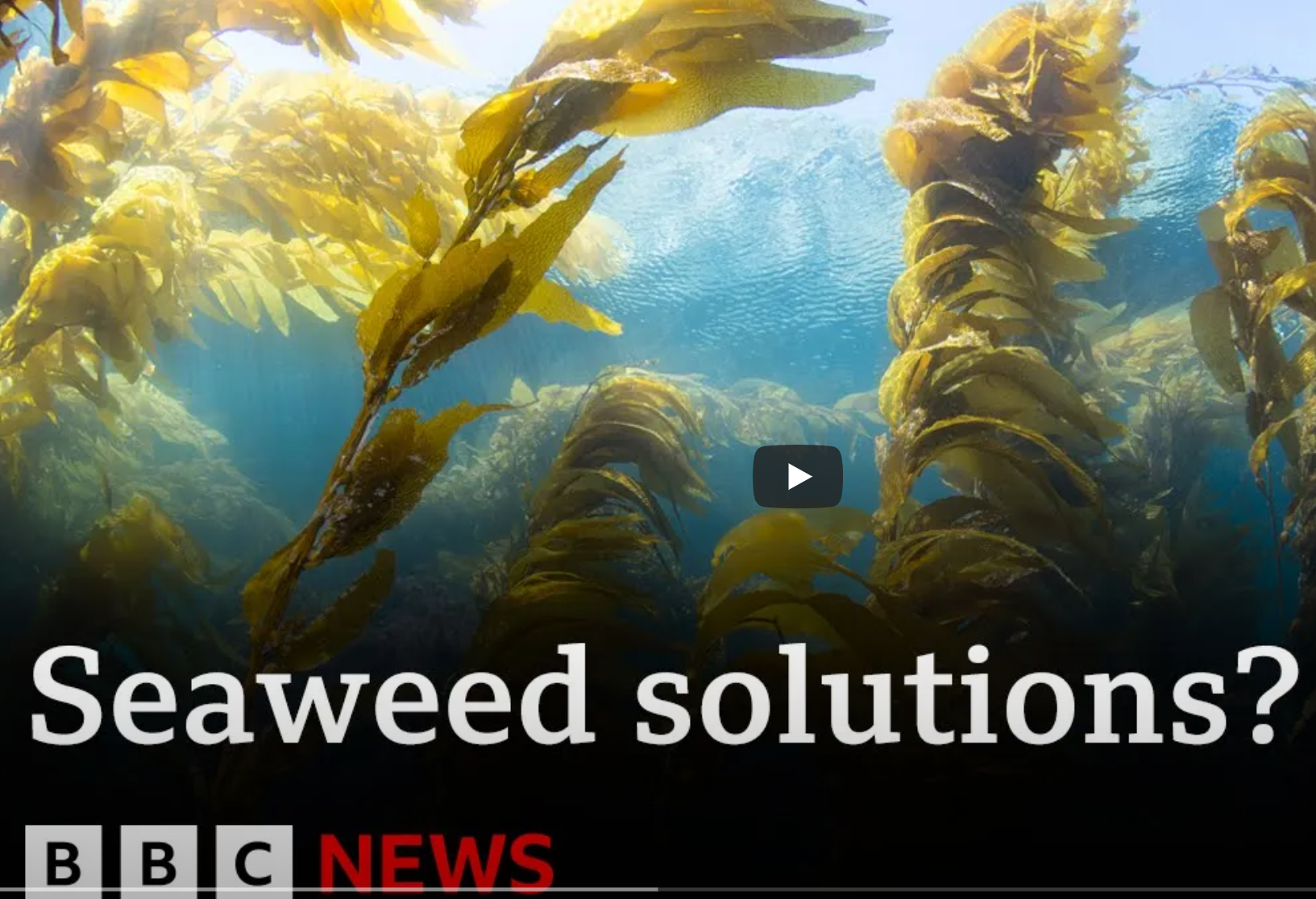 Harnessing the Power of Seaweed A Potential Climate Change Solution