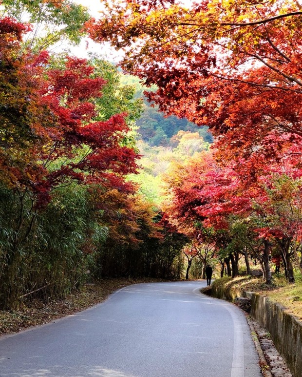 지리산 단풍시기