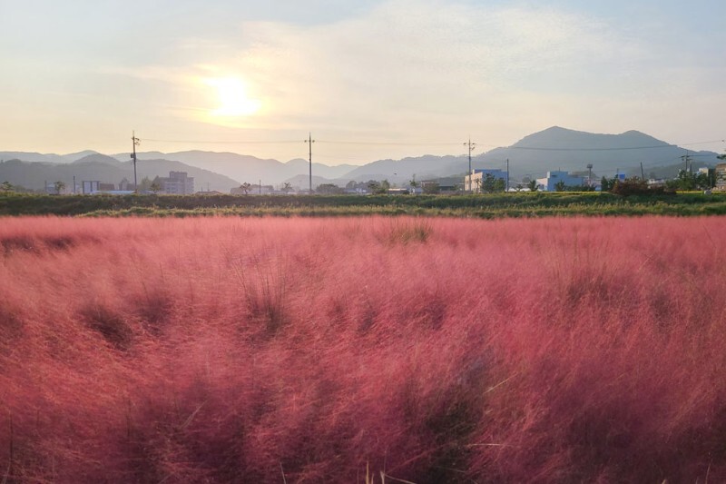 공주 유구천 핑크뮬리