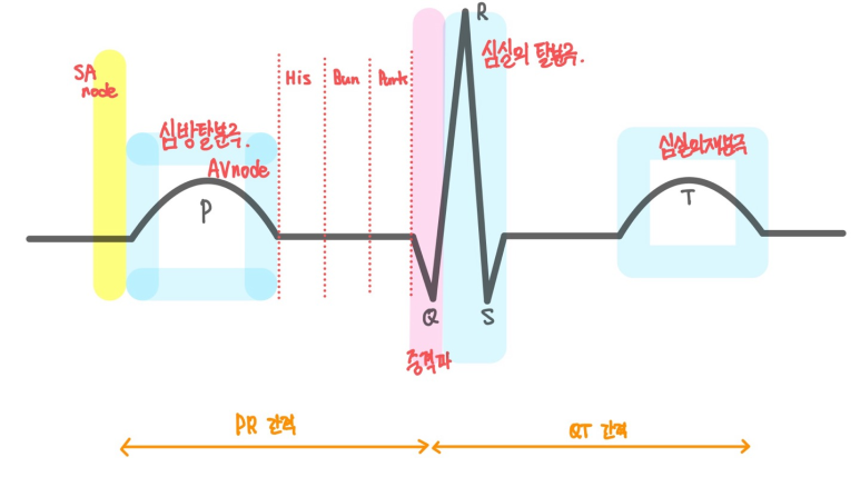 심전도와 전기흐름