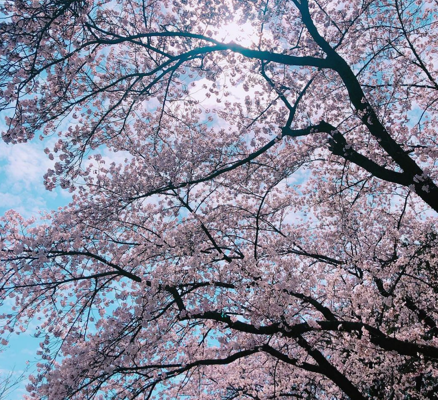 서울대공원-벚꽃