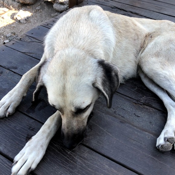 7일차 1편 :: 트로이 목마&트로이 유적지, 고등어케밥 2019. 8. 15. 댜든이의 터키 가족여행 4