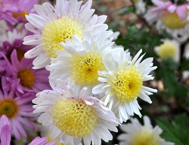  가을에 피는 "국화"[菊花,Chrysanthemum]