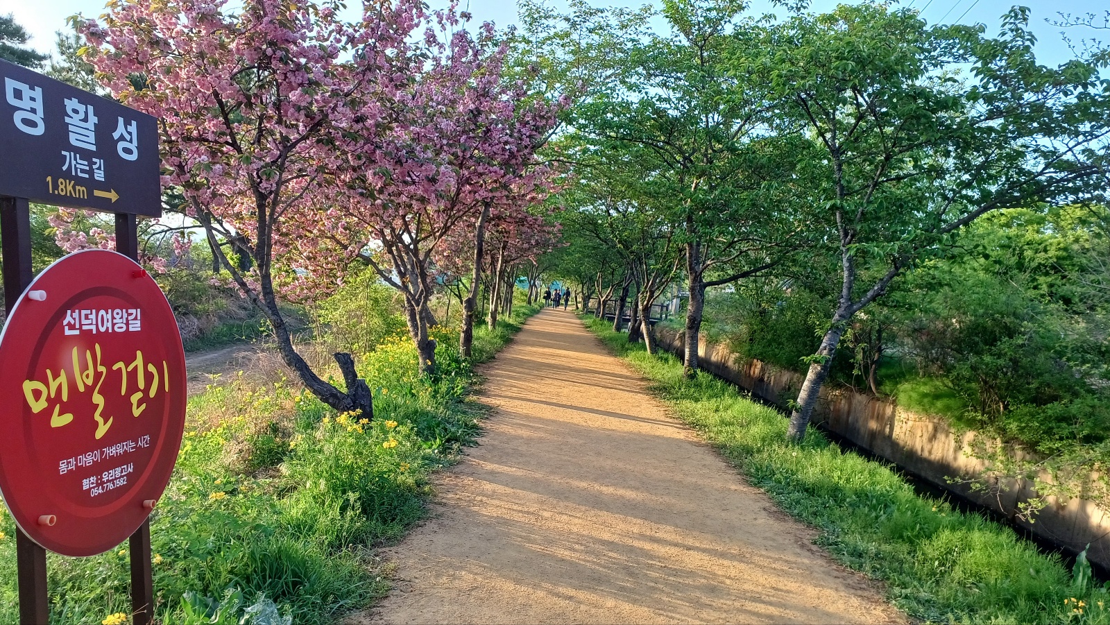 선덕여왕길 겹벚꽃20