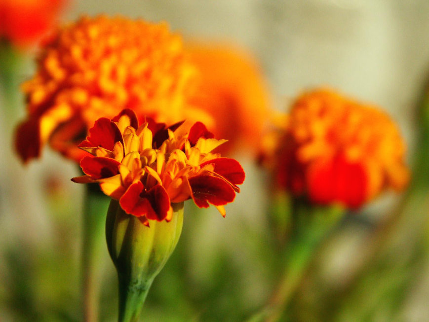 안나푸르나베이스캠프-푼힐트레킹-트레일에서-찍은-꽃사진