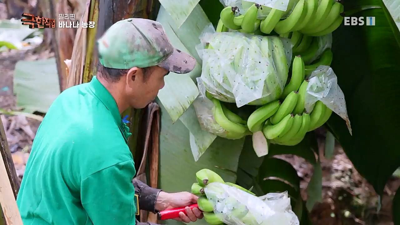 TV - 교육의 중심 EBS필리핀 바나나, 파인애플 농장.mp4_20230302_202857.445.jpg