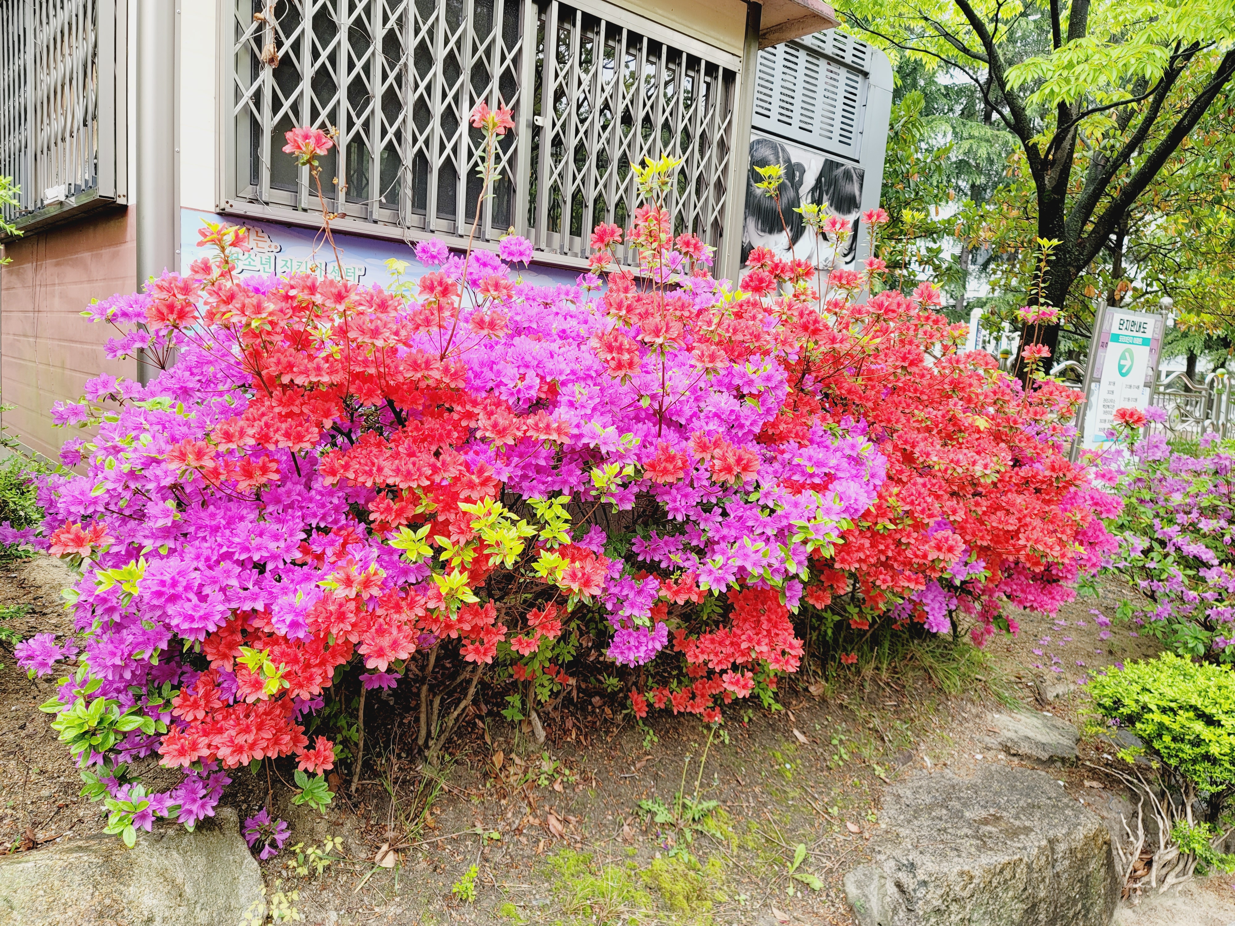 산철쭉 화단접대 24