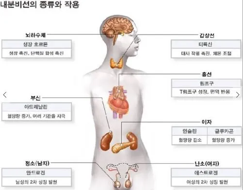 갑상선 기능 저하증 증상