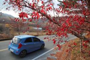 산수유 효능 10가지|부작용 22