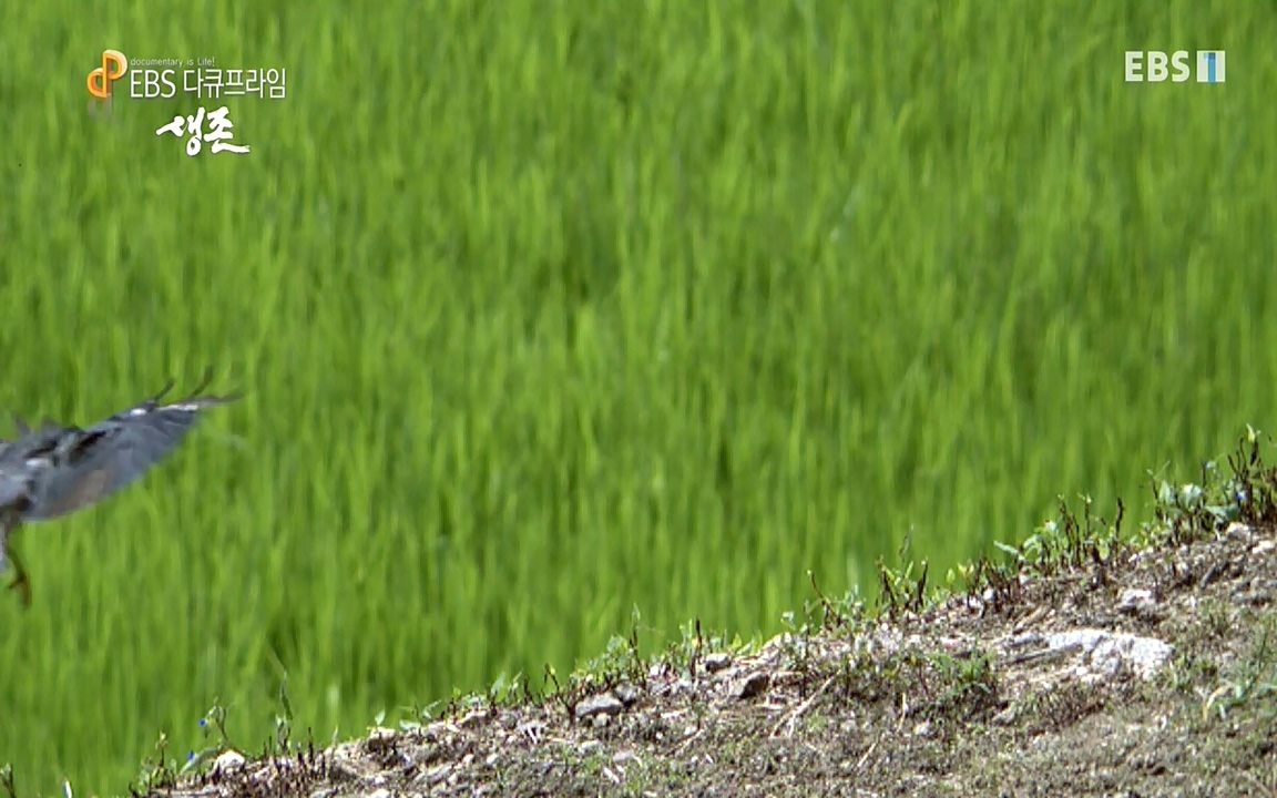 생존 3부_ EBS 다큐프라임_ 220629.avi_20220701_210757.712.jpg