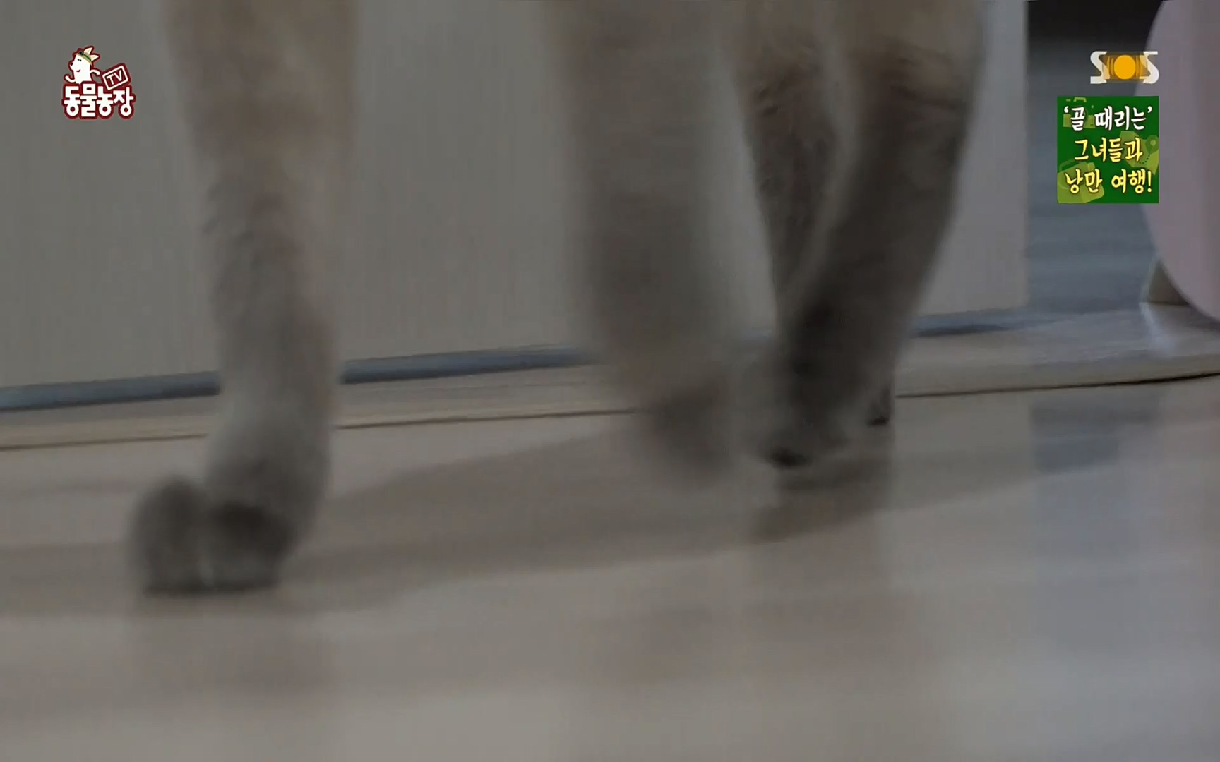 TV 동물농장.E1067.220501p.H264-F1RST.mp4_20220501_185003.573.jpg