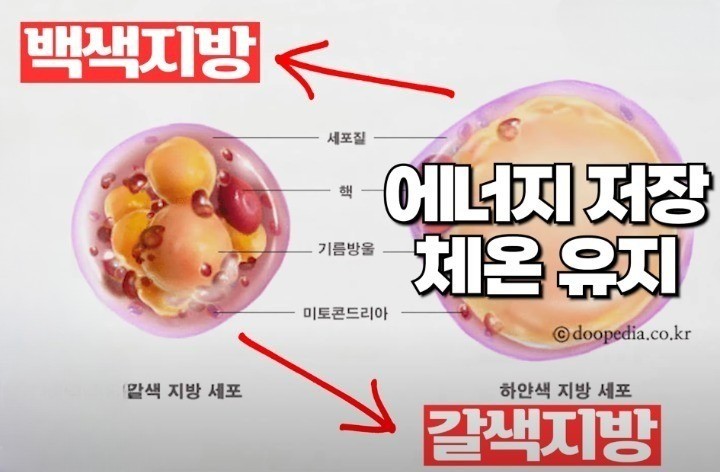  갈색지방이 다이어트에 도움이 되는 이유..??