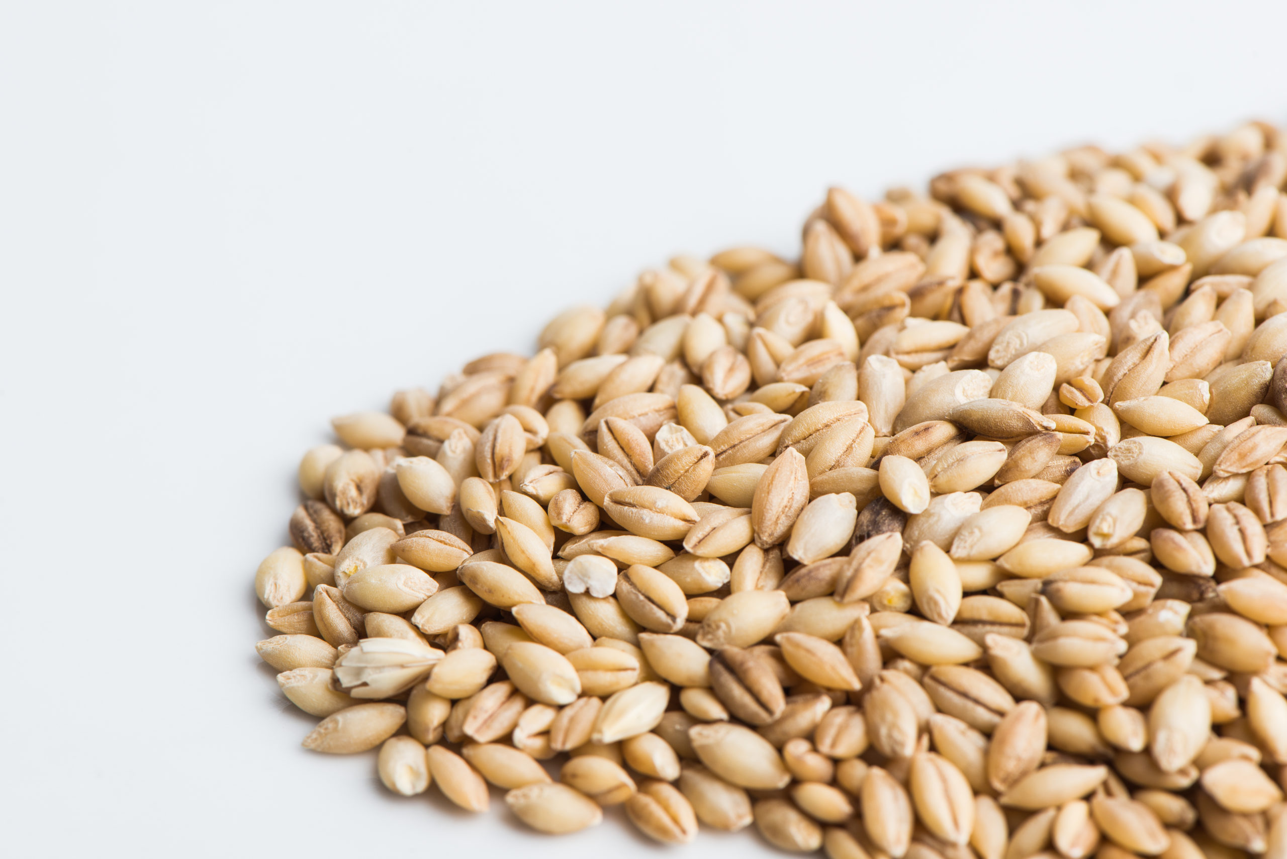 보리싹 싹의 7가지 효능과 부작용 23