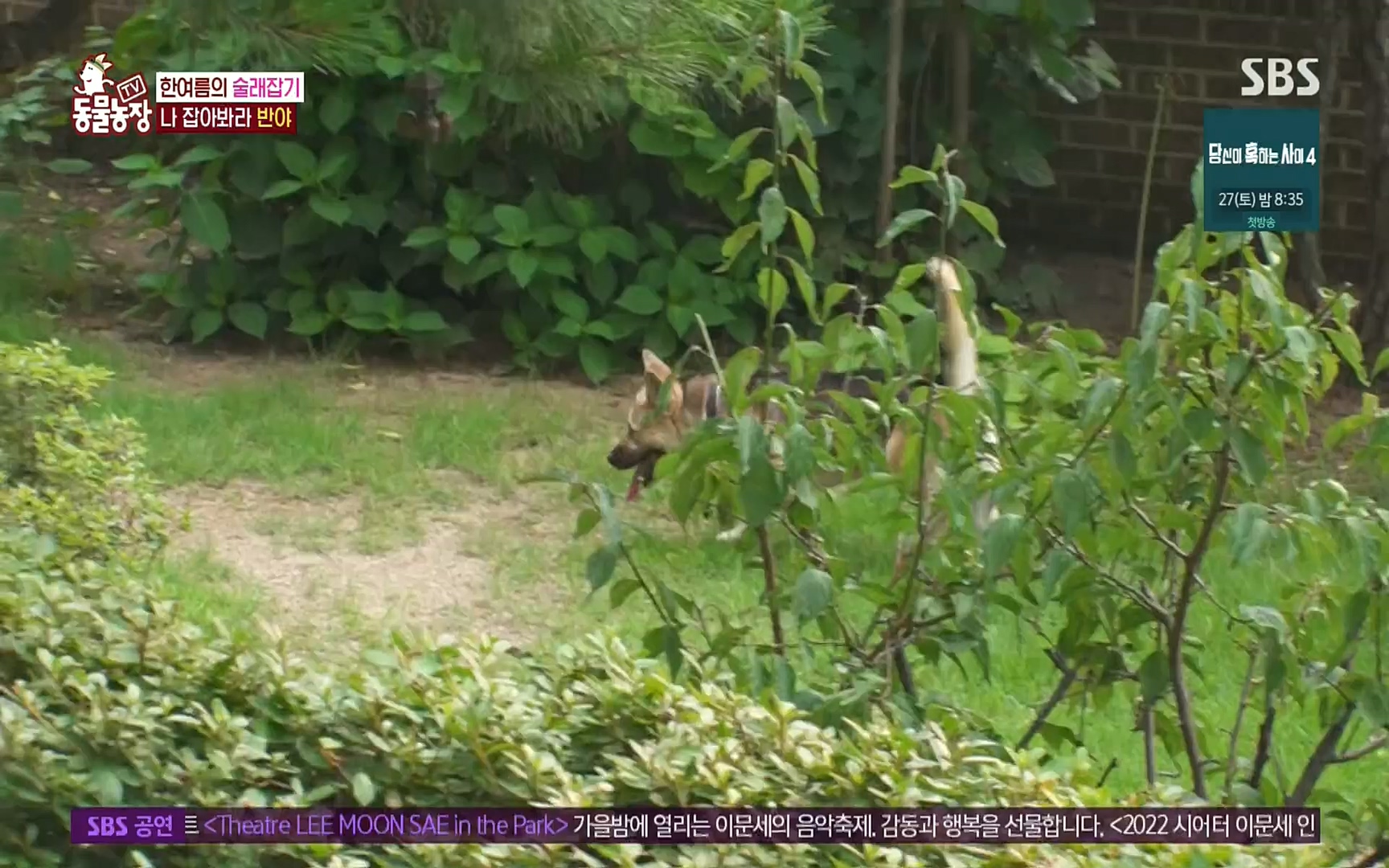 TV 동물농장.E1083.220821p.H264-F1RST.mp4_20220821_183705.203.jpg