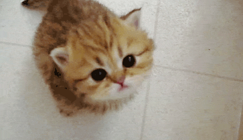 고양이, \[domestic cat\]